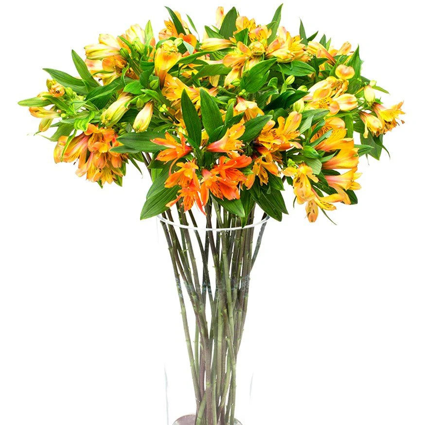 Alstroemeria - Florists Choice - Image 4