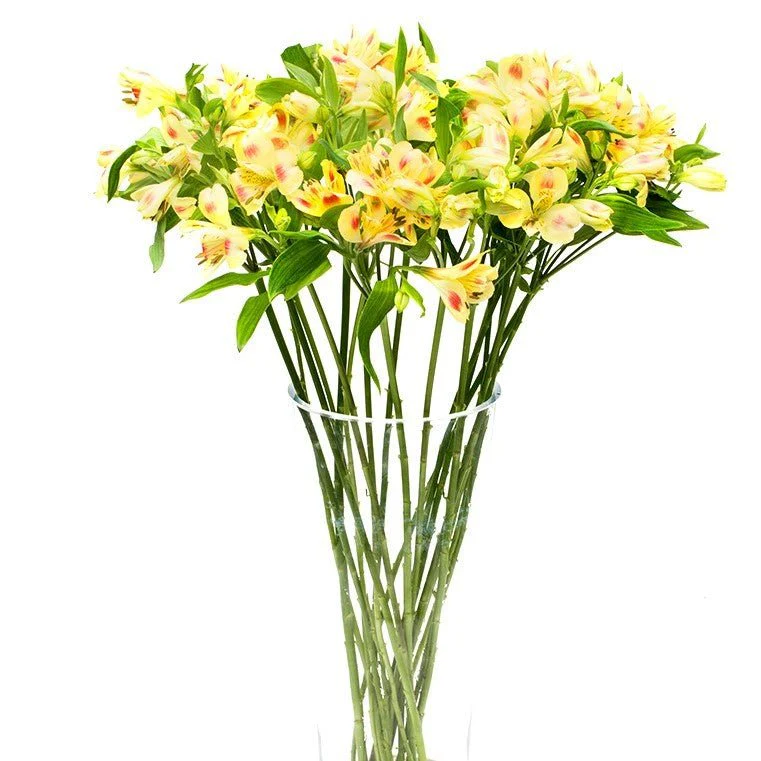 Alstroemeria - Florists Choice - Image 6