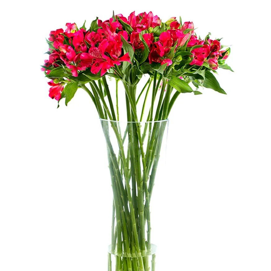 Alstroemeria - Florists Choice - Image 7