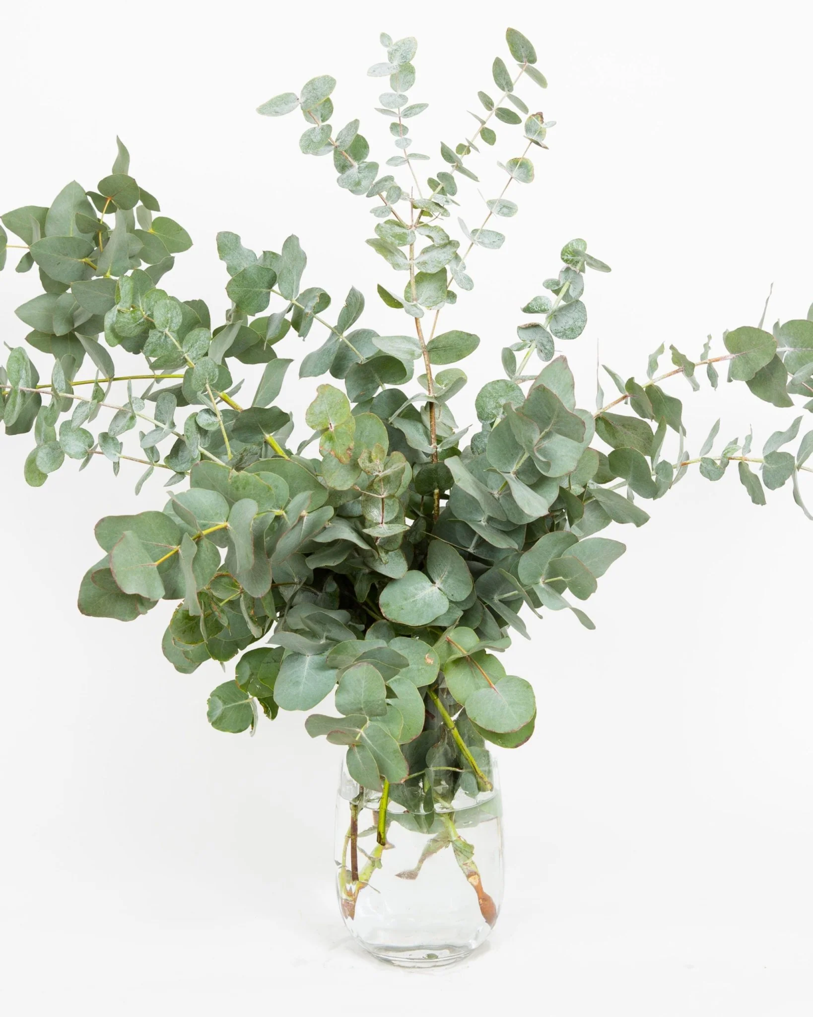 Eucalyptus Bouquets - Mixed - Image 3
