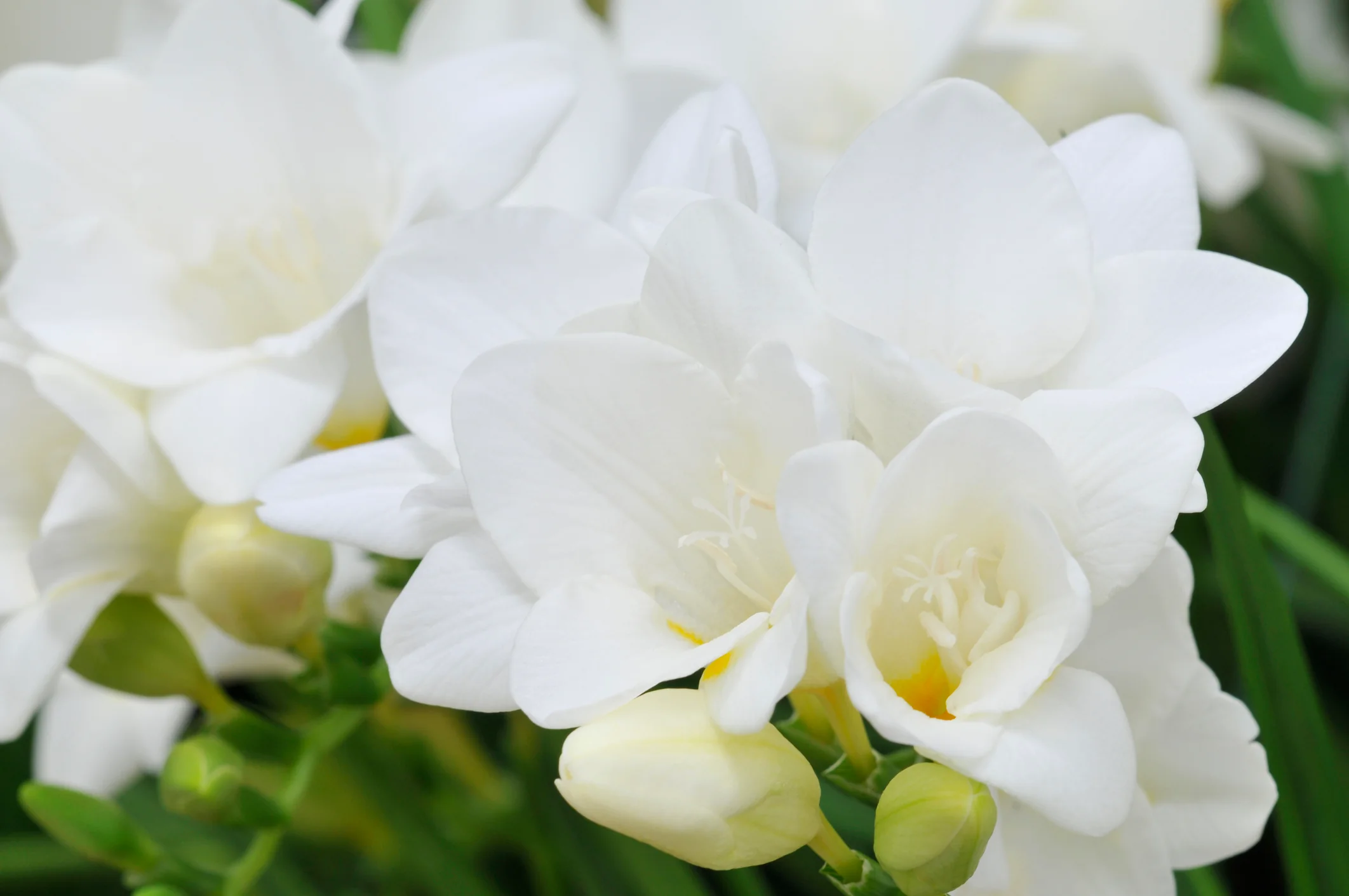 Subscription Flowers - Freesias - Image 12