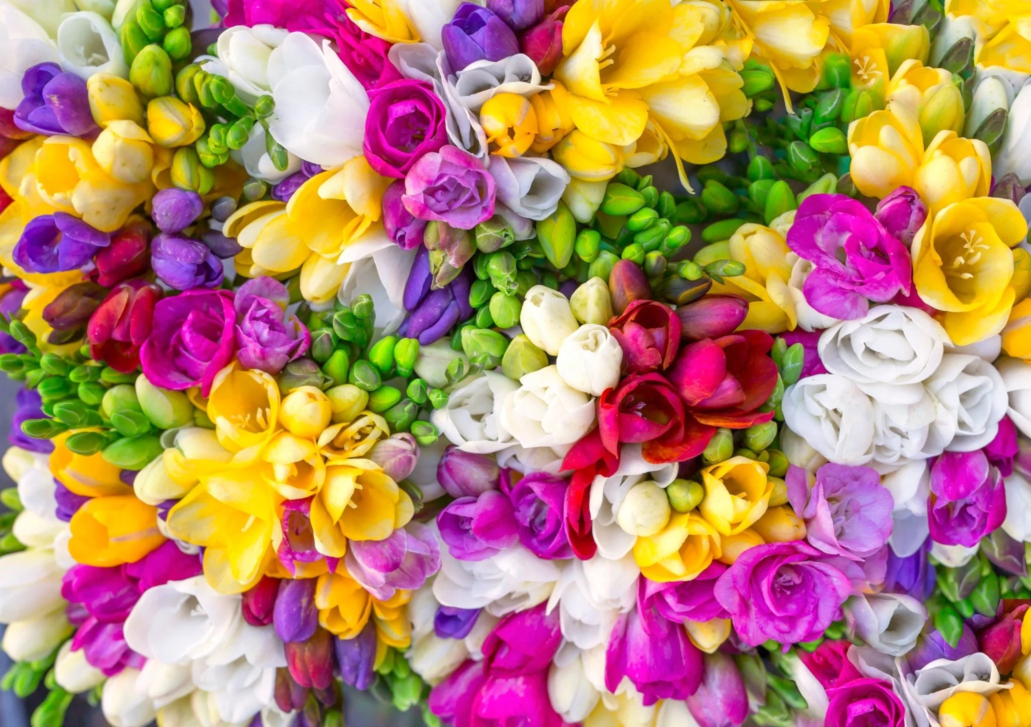 Subscription Flowers - Freesias - Image 13