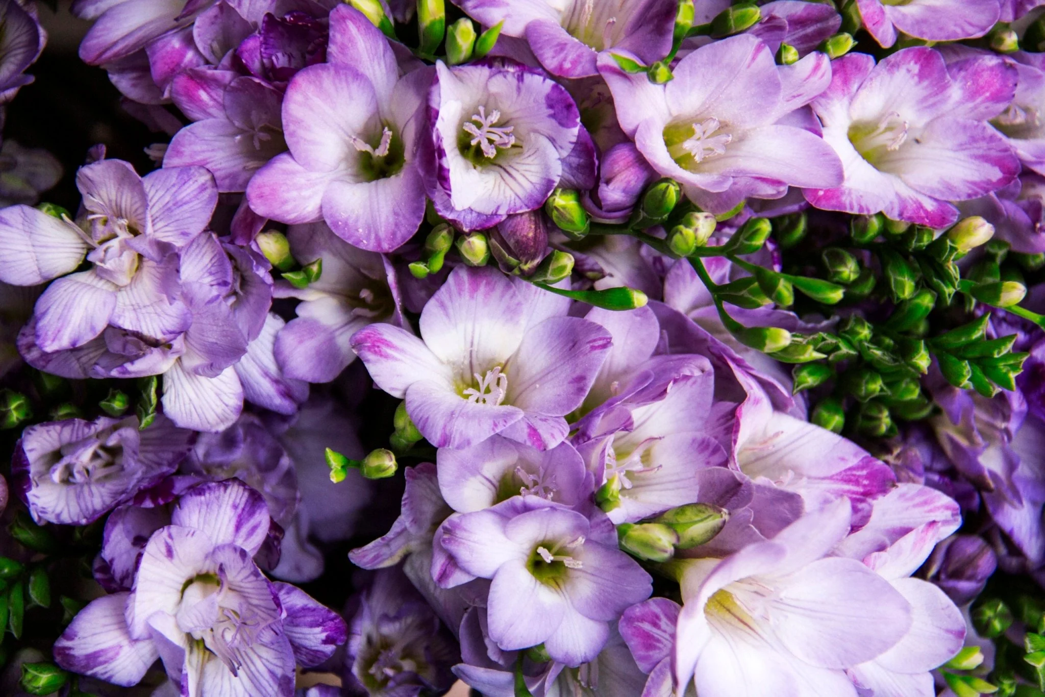 Subscription Flowers - Freesias - Image 14