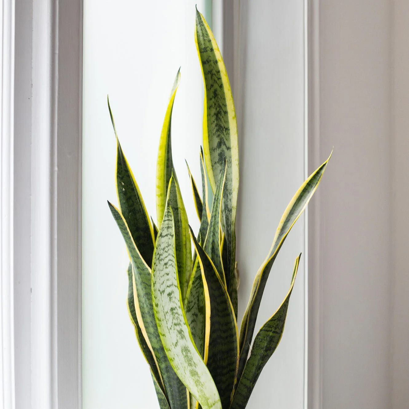 Indoor Plant Subscriptions - Ongoing - Image 12