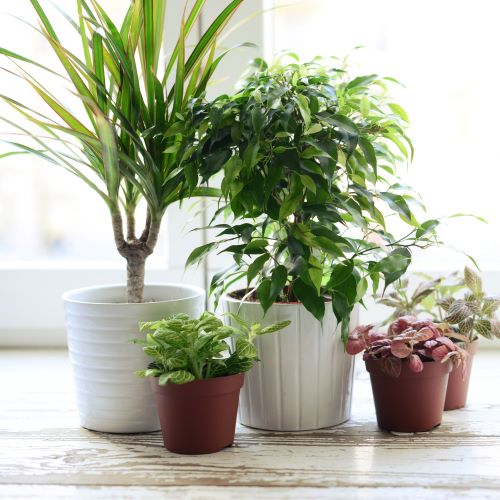 Indoor Plant Subscriptions - Ongoing - Image 8