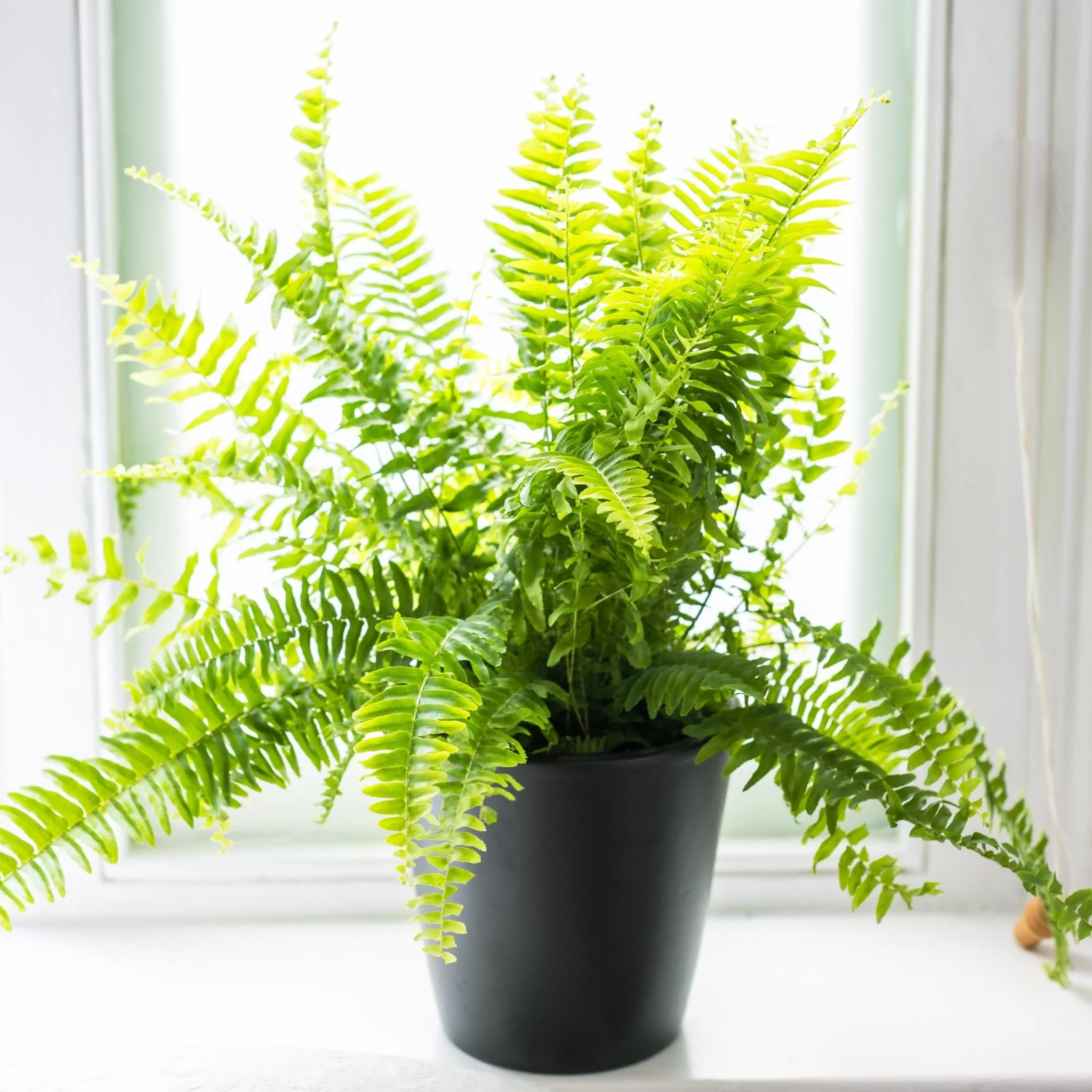 Indoor Plant Subscriptions - Ongoing - Image 9