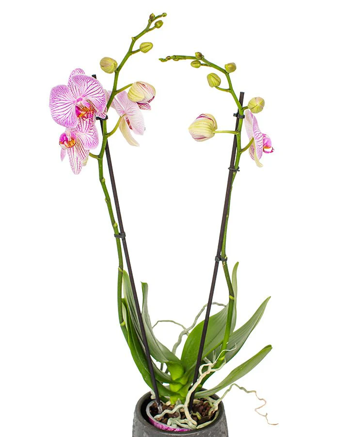 Phalaenopsis Orchid Subscriptions - Image 4