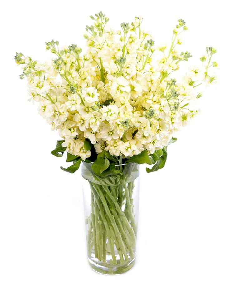 Stocks - Image 5