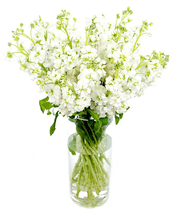 Stocks - Image 6