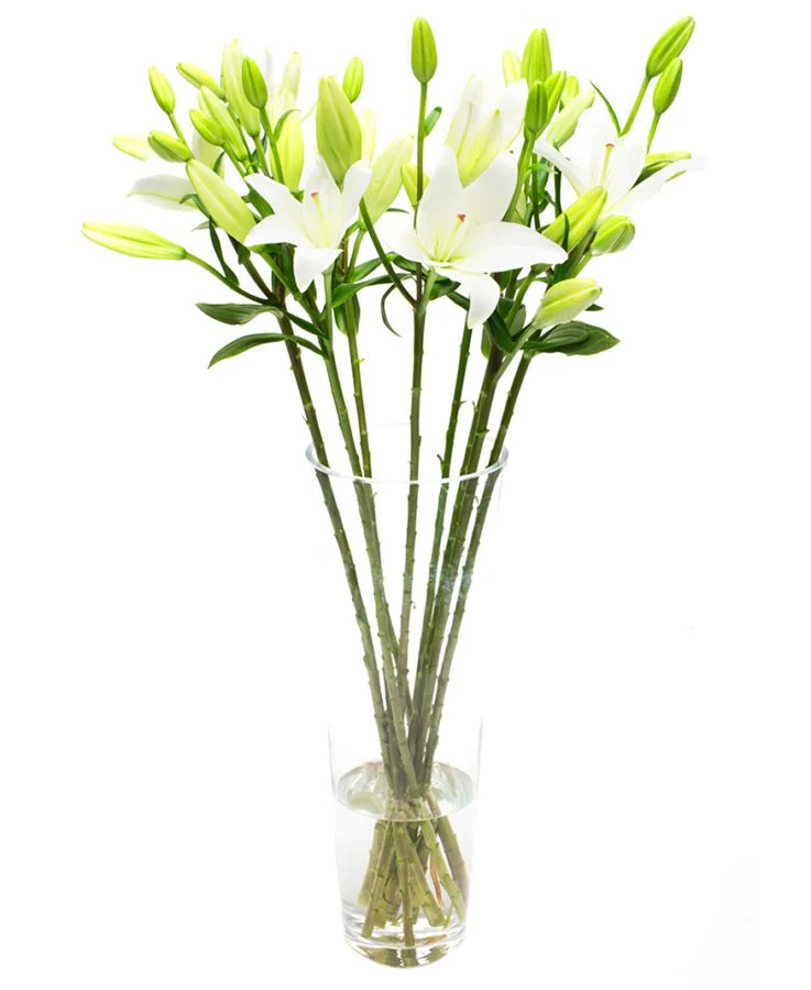 Subscription Flowers - Lilies - Asiatic - Image 4