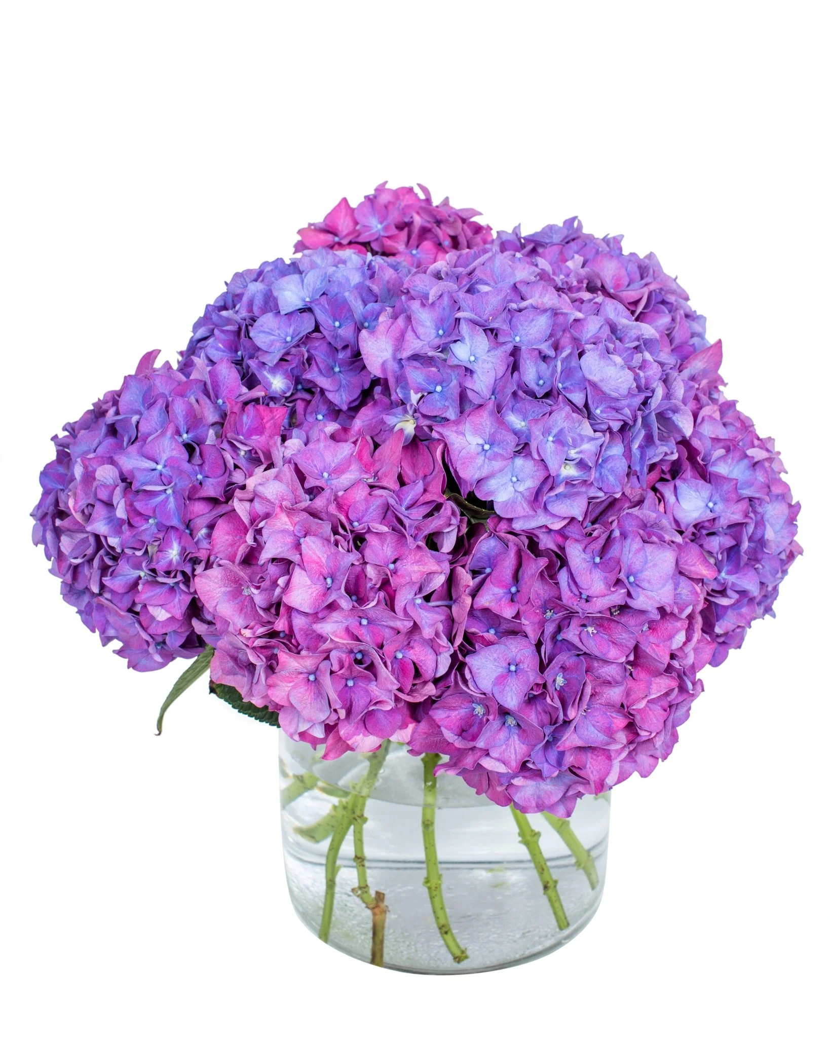 Subscription Flowers - Hydrangea - Image 9