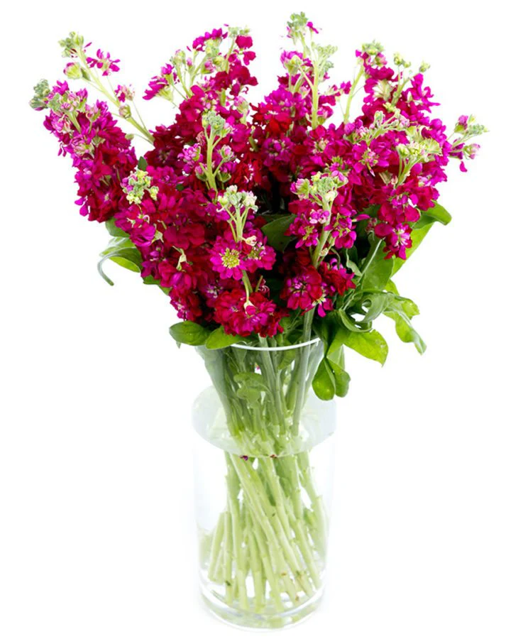 Subscription Flowers - Stocks - Image 4