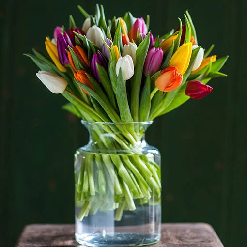 Tulips - Mixed - Image 3